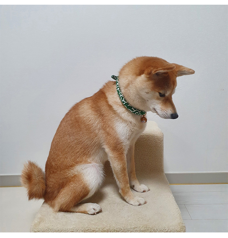 [무료배송] 예보들 시바견 방울목걸이 그린/레드/블랙 11번째