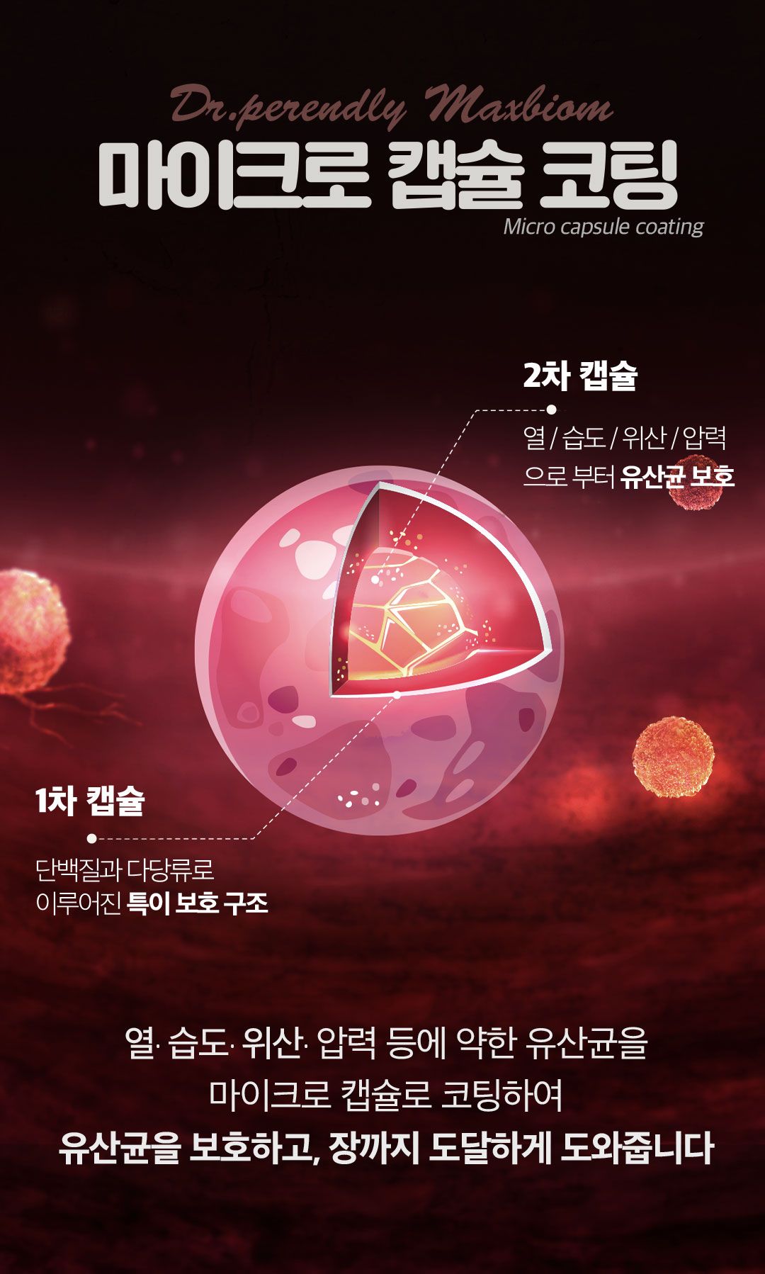 [NEW신상]닥터페렌들리 프로바이오틱스 맥스바이옴 테라 보울라디 30p 25번째
