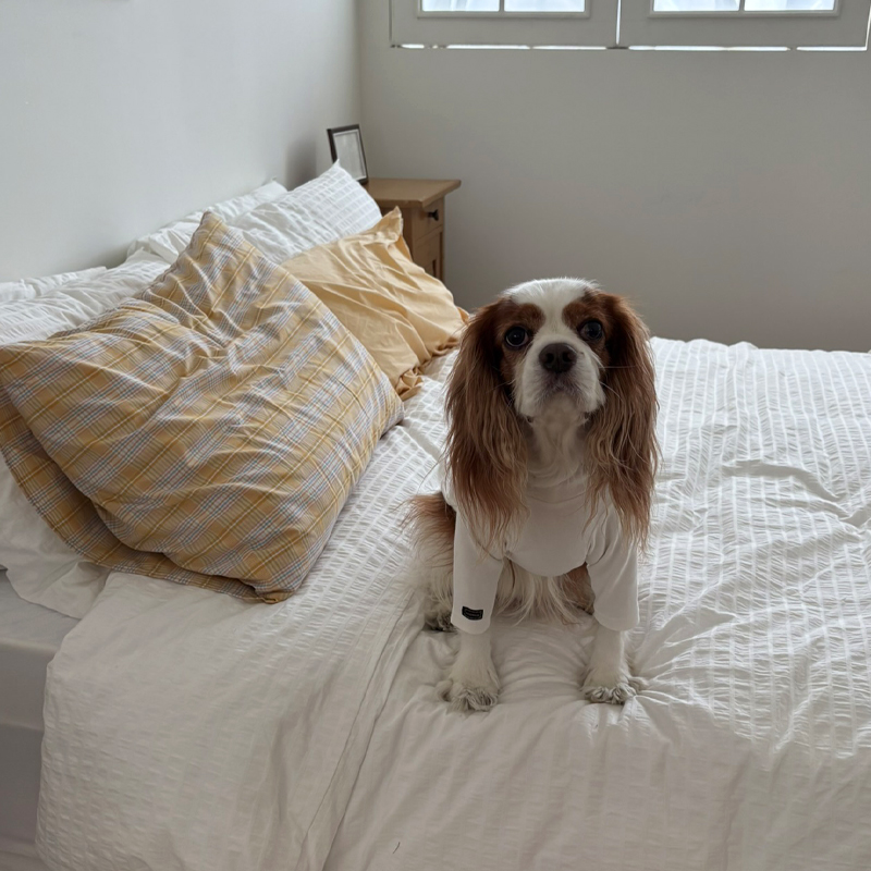 [NEW신상][무료배송] 해피댕댕 이너티셔츠 6종 (챠콜,그레이,핑크,옐로우,민트,화이트) XS-3XL 11번째