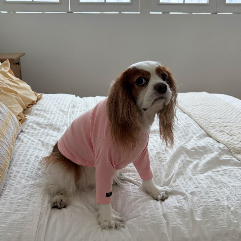 [NEW신상][무료배송] 해피댕댕 이너티셔츠 6종 (챠콜,그레이,핑크,옐로우,민트,화이트) XS-3XL 16번째