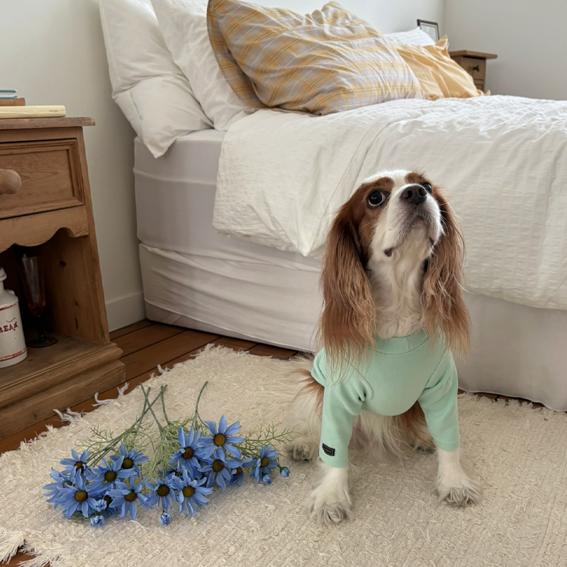 [NEW신상][무료배송] 해피댕댕 이너티셔츠 6종 (챠콜,그레이,핑크,옐로우,민트,화이트) XS-3XL 18번째