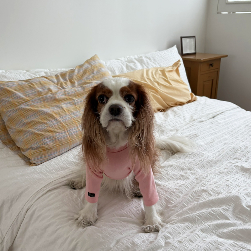 [NEW신상][무료배송] 해피댕댕 이너티셔츠 6종 (챠콜,그레이,핑크,옐로우,민트,화이트) XS-3XL 14번째