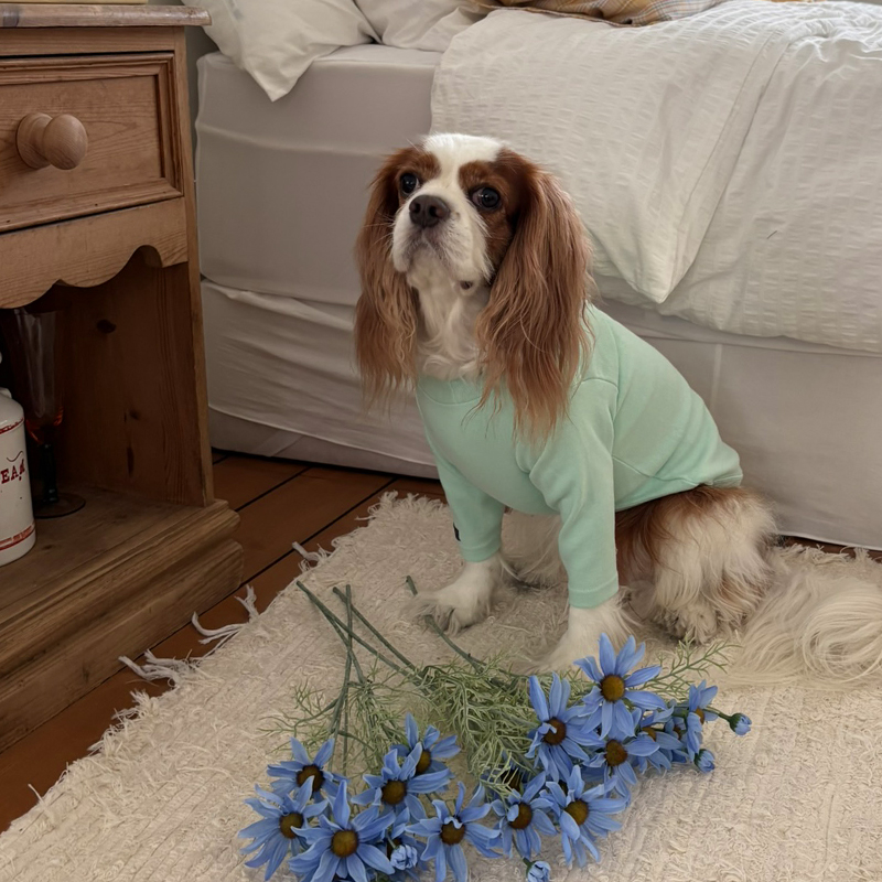 [NEW신상][무료배송] 해피댕댕 이너티셔츠 6종 (챠콜,그레이,핑크,옐로우,민트,화이트) XS-3XL 19번째