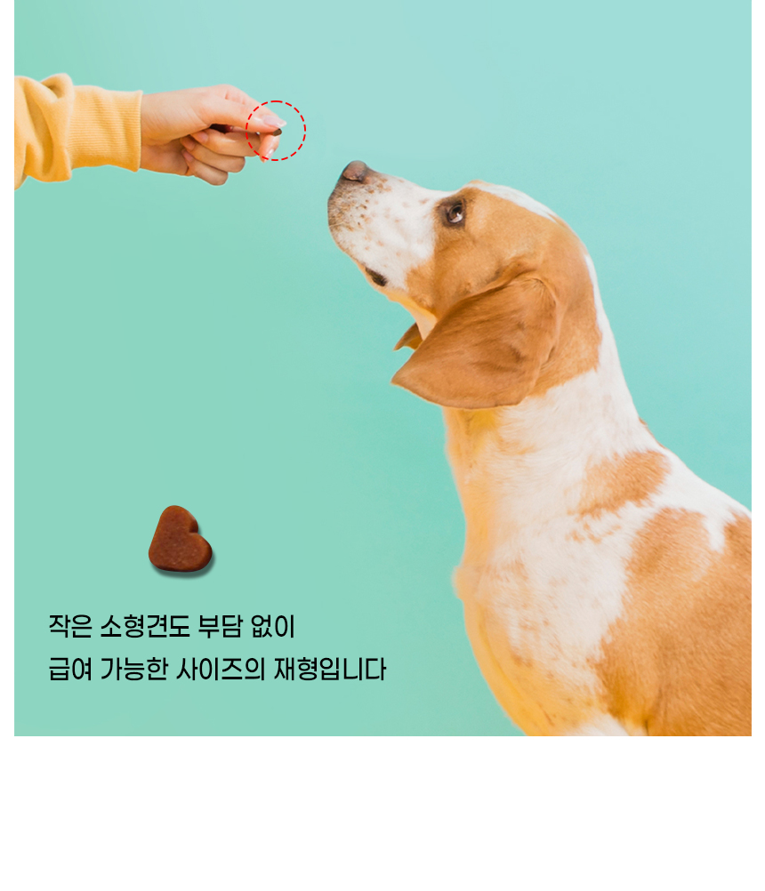 [무료배송] [1+1] 더보양 독 올데이31 뉴스킨 피모 영양제 160정 3번째