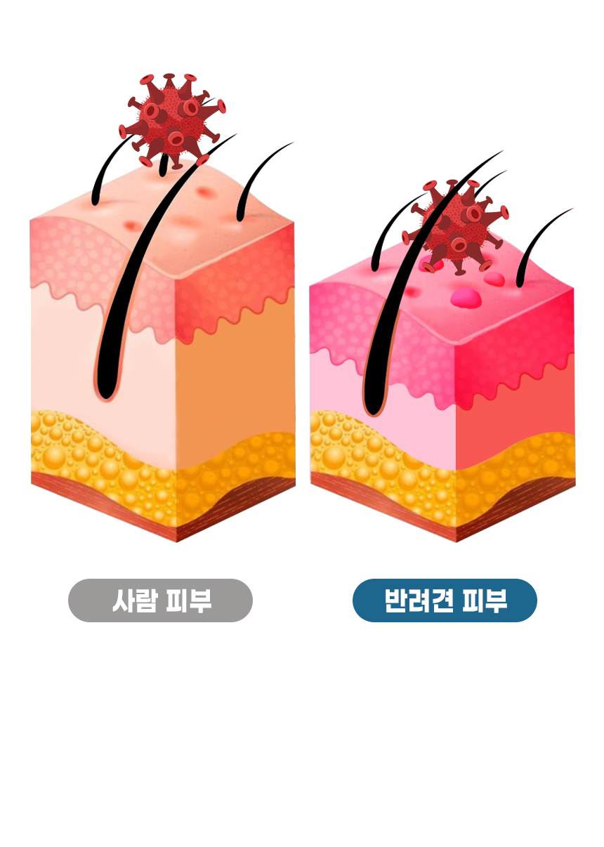 [무료배송] [1+1] 더보양 독 올데이31 뉴스킨 피모 영양제 160정 6번째