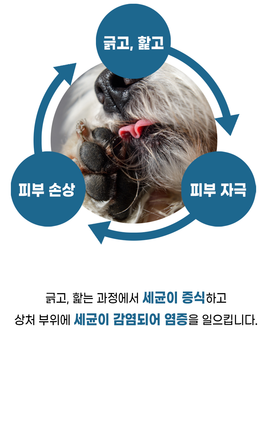 [무료배송] [1+1] 더보양 독 올데이31 뉴스킨 피모 영양제 160정 8번째