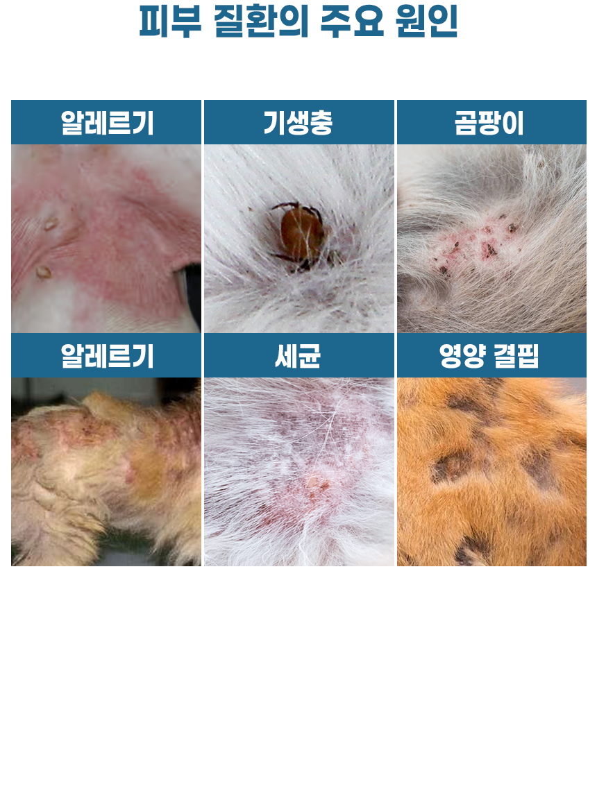 [무료배송] [1+1] 더보양 독 올데이31 뉴스킨 피모 영양제 160정 10번째