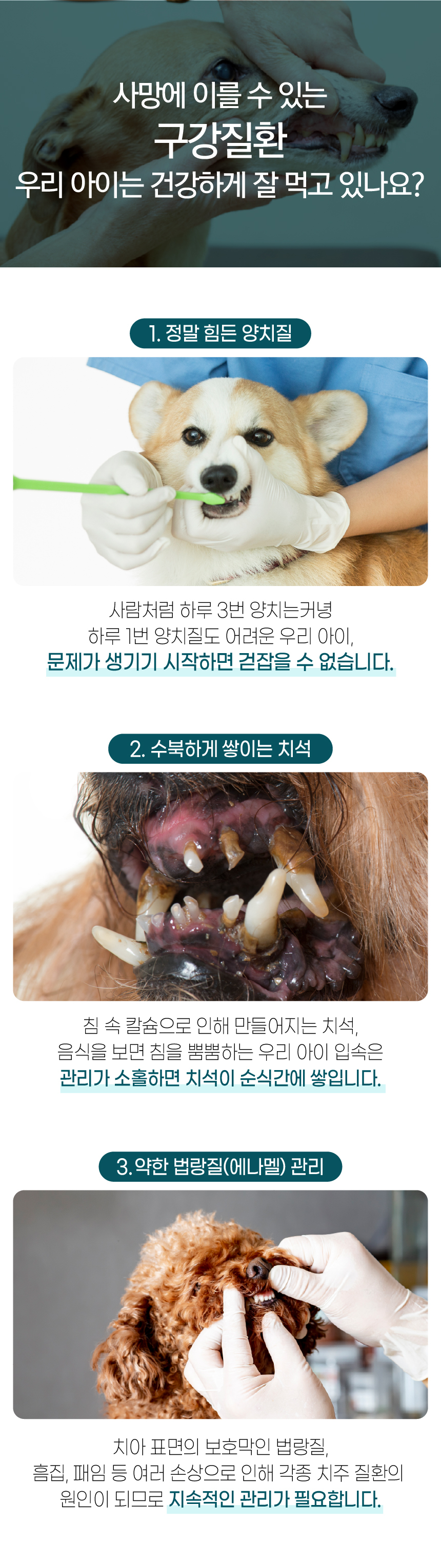 [무료배송] 벨라맥스 SBS TV 동물농장 덴탈껌 강아지 치석 양치 입냄새 제거 160g 3번째