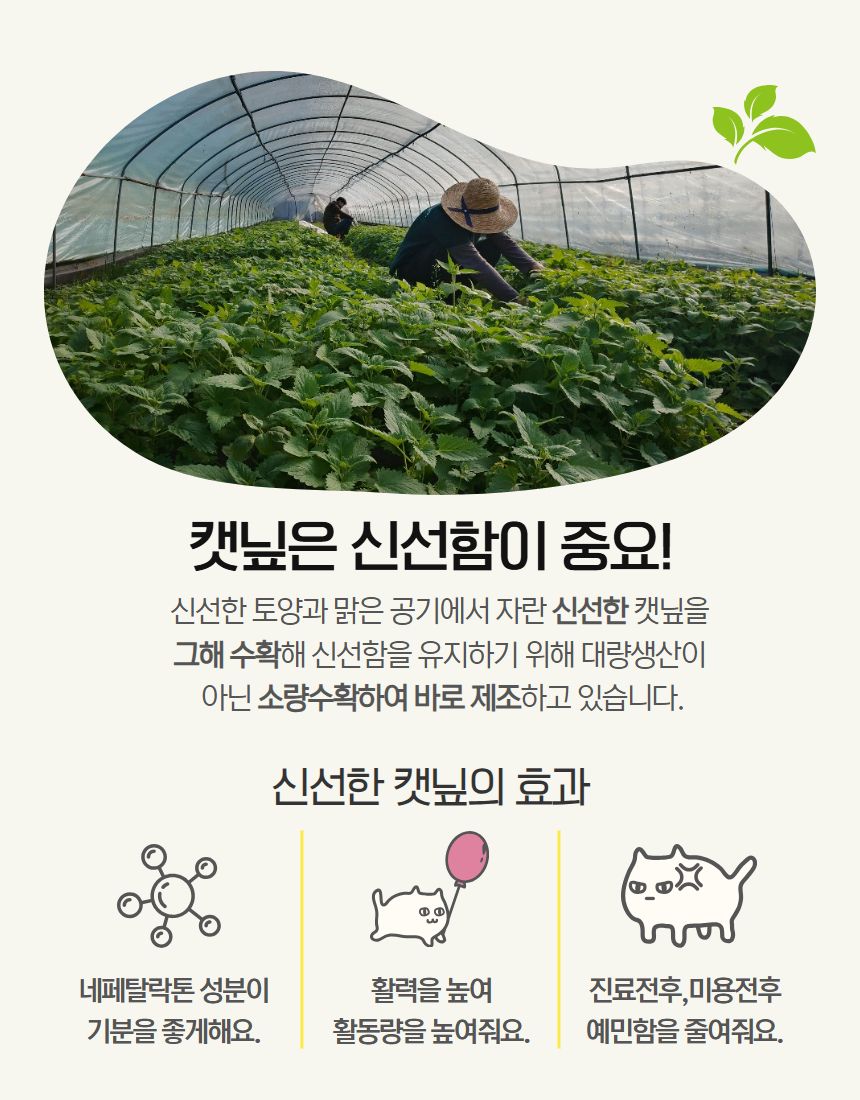 [NEW신상]팜웨이 캣닢티백 8p  7번째