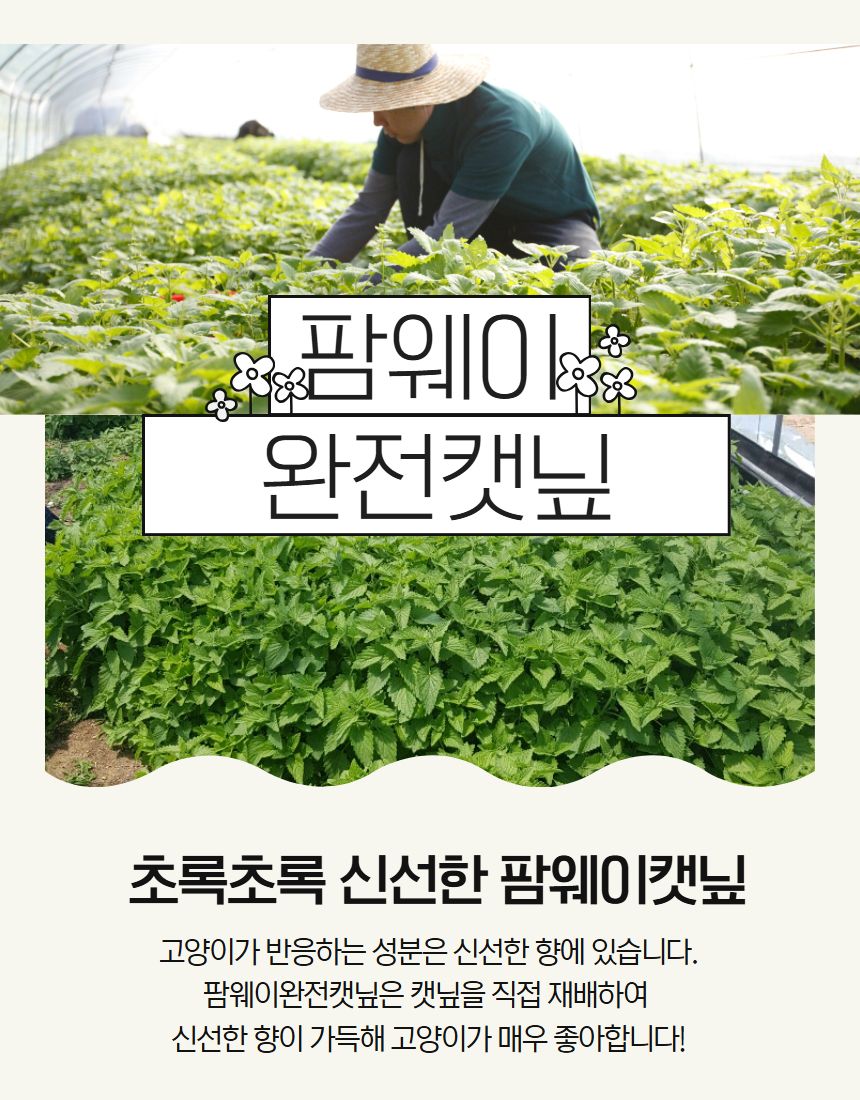 [NEW신상]팜웨이 캣닢티백 8p  5번째