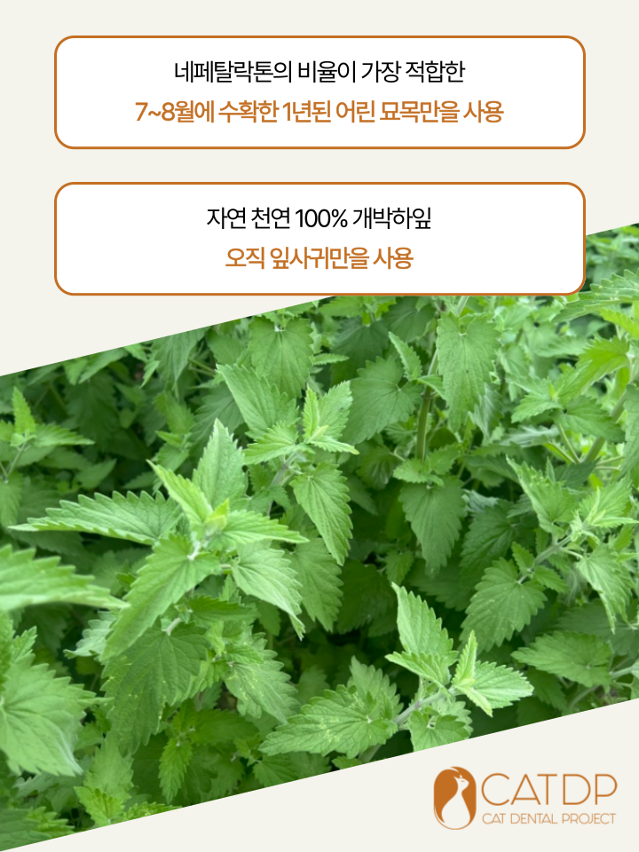 [NEW신상][무료배송] 캣디피 캣닢 마따따비 우드볼 장난감 20번째