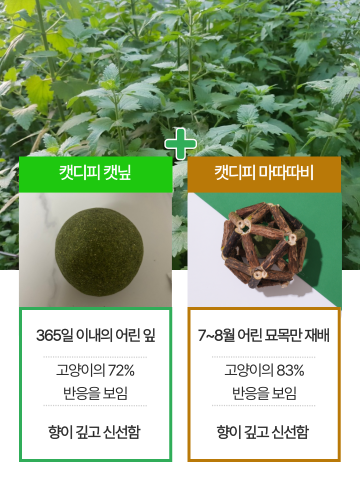 [NEW신상][무료배송] 캣디피 캣닢 마따따비 우드볼 장난감 23번째