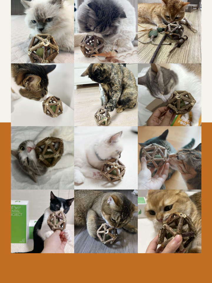 [NEW신상][무료배송] 캣디피 캣닢 마따따비 우드볼 장난감 14번째