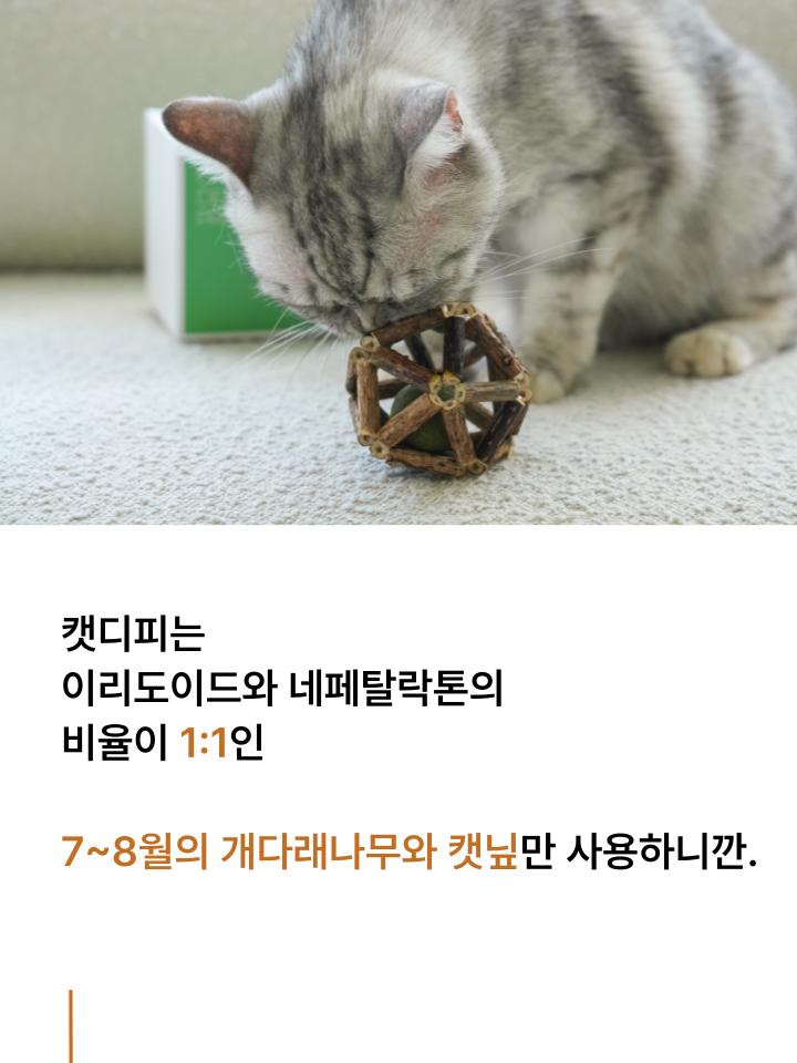 [NEW신상][무료배송] 캣디피 캣닢 마따따비 우드볼 장난감 27번째