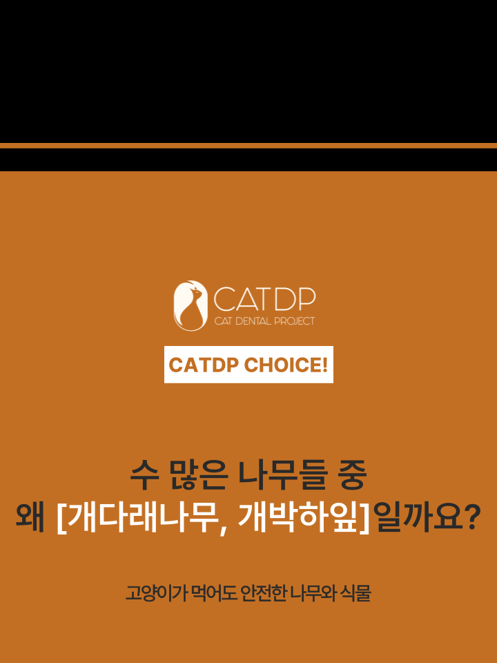 [NEW신상][무료배송] 캣디피 캣닢 마따따비 우드볼 장난감 7번째