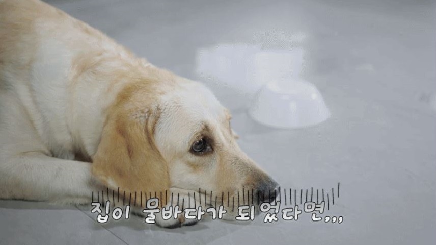 [NEW신상][무료배송] 코코시루 7L 대용량 빅 플로우 자동급수기 C7WF 7번째