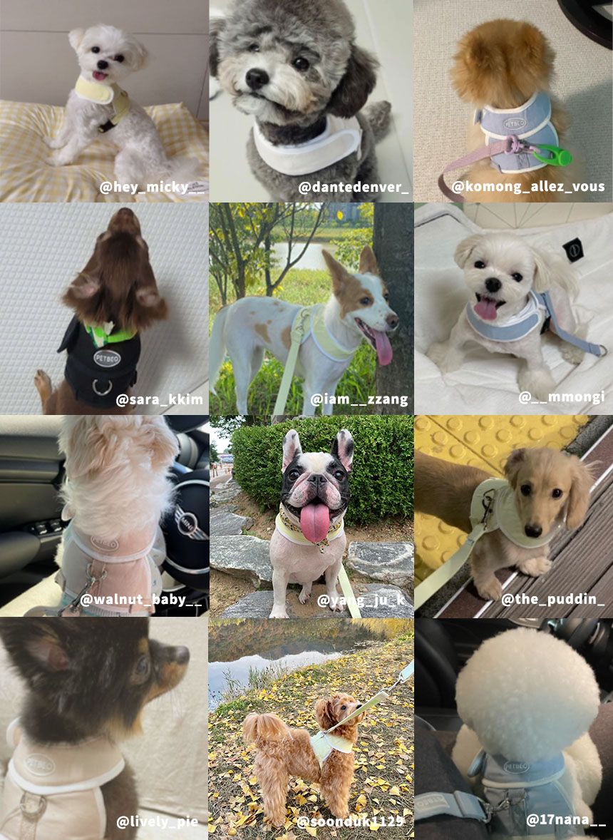 [무료배송] 펫베오 5초 H형 하네스 가슴줄 핑크/소라/베이지/옐로우/블랙 S-XL 3번째