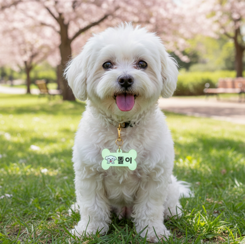 [체험단] [무료배송] 아름블링 독 커스텀 야광 이름표 (말티즈 1-1) 6번째