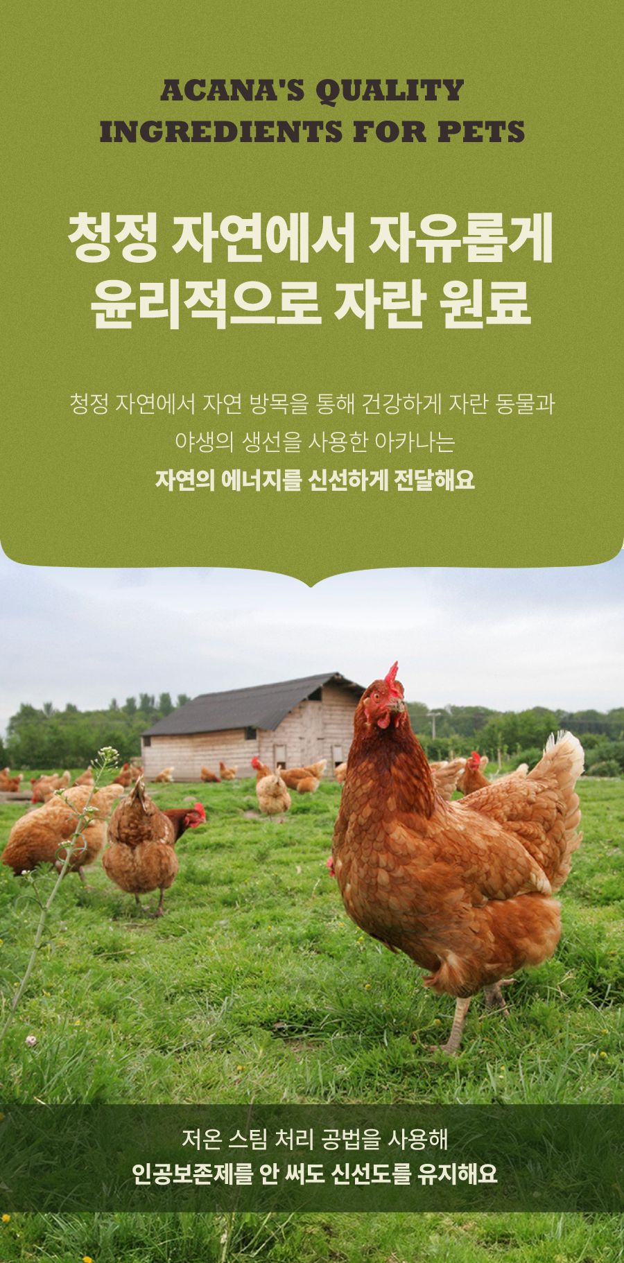 [유통기한임박, 26년1월30일] 아카나 독 프레이리 폴트리 레시피 2kg 6번째