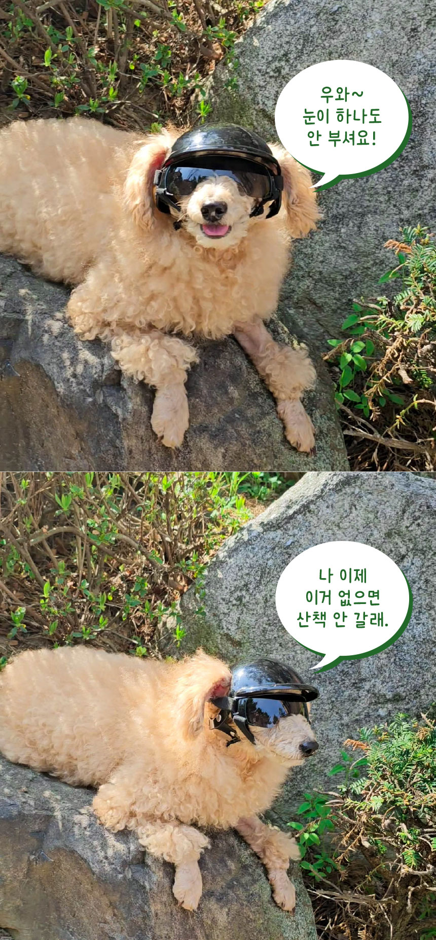 [무료배송] 애구애구 강아지 모자 바이크 헬멧 16번째