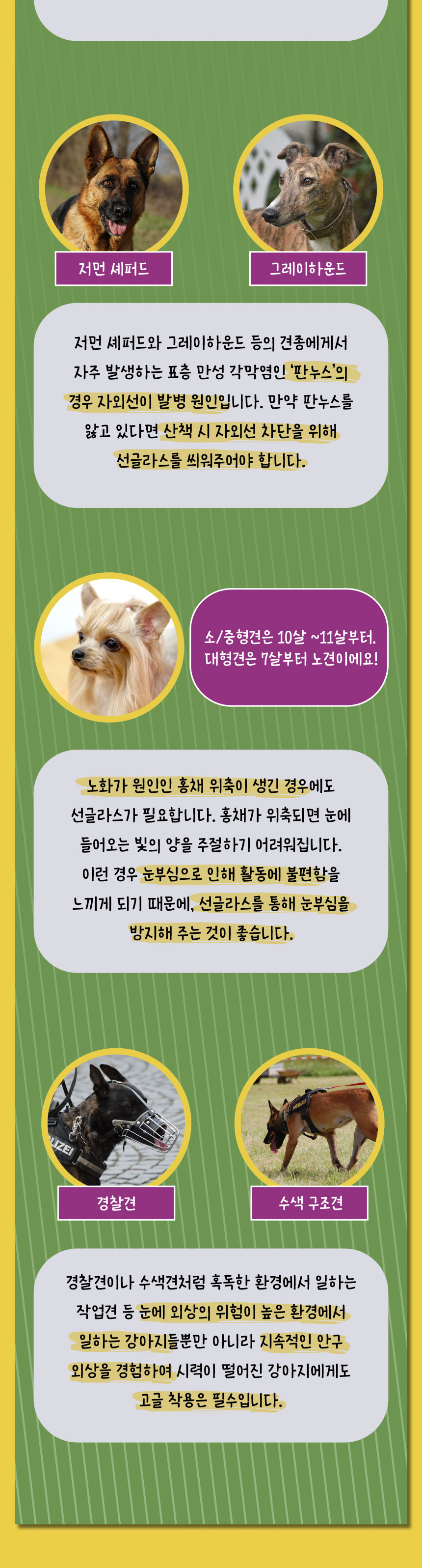 [무료배송] 애구애구 강아지 선글라스 바이크멍 고글 6번째