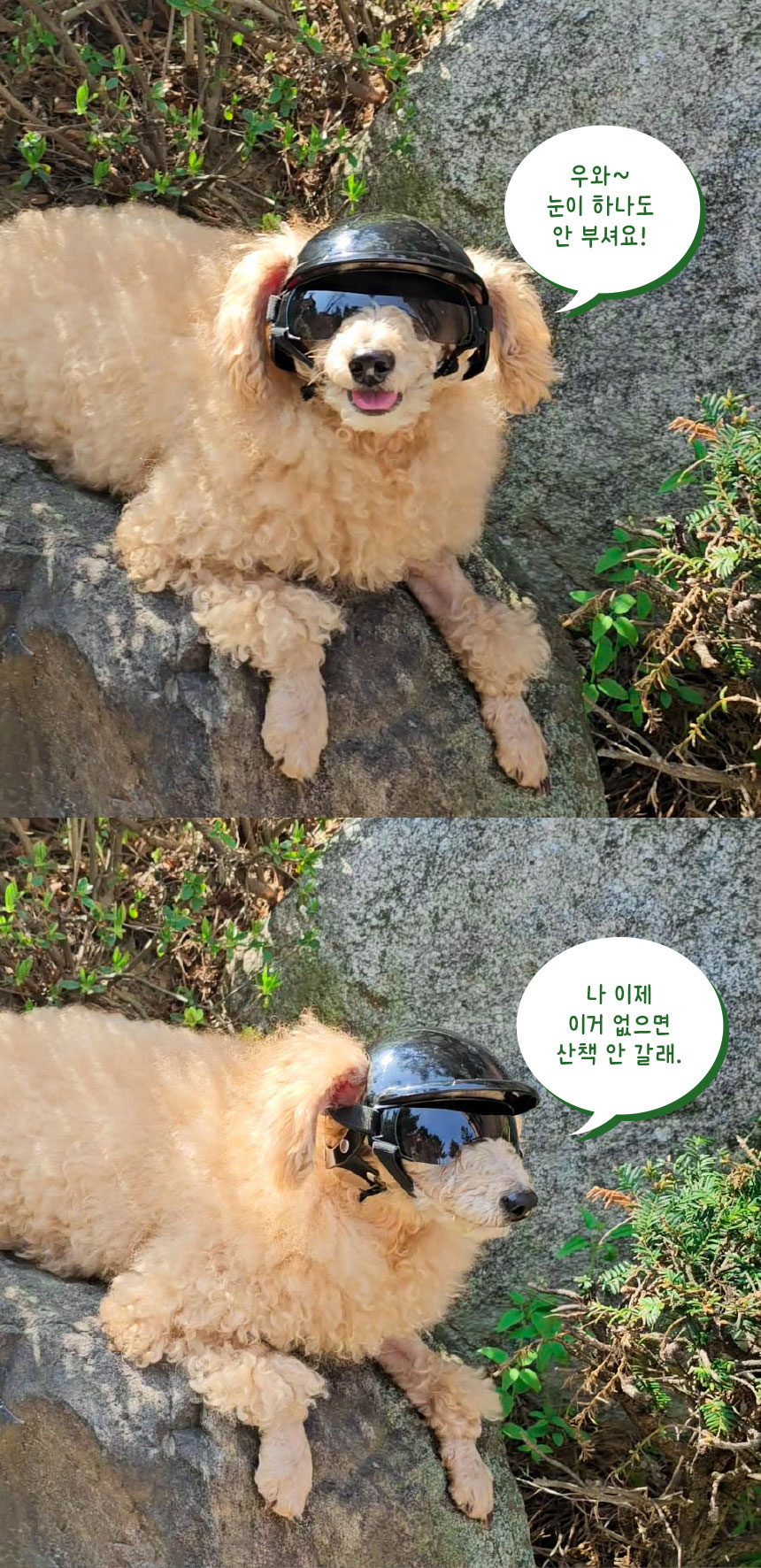 [무료배송] 애구애구 강아지 선글라스 바이크멍 고글 20번째