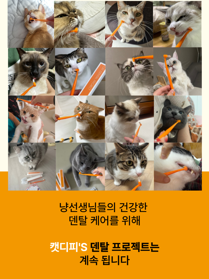 [NEW신상][무료배송] 캣디피 초극세사모 덴탈 칫솔ver2 60번째