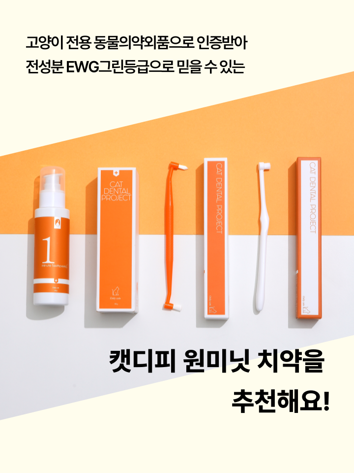 [NEW신상][무료배송] 캣디피 초극세사모 덴탈 칫솔ver2 54번째