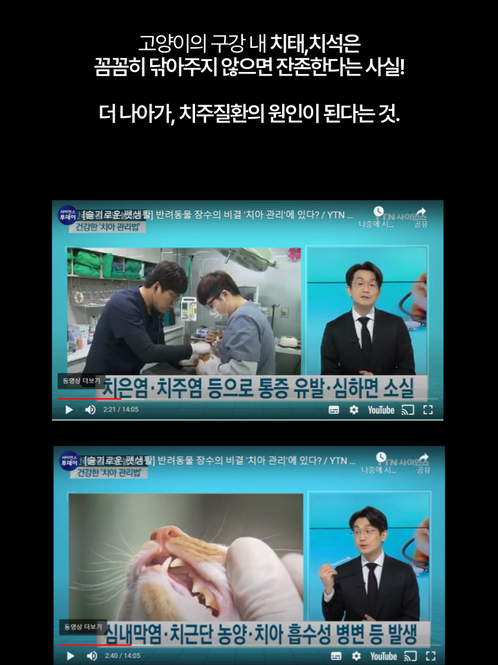 [NEW신상][무료배송] 캣디피 초극세사모 덴탈 칫솔ver2 26번째