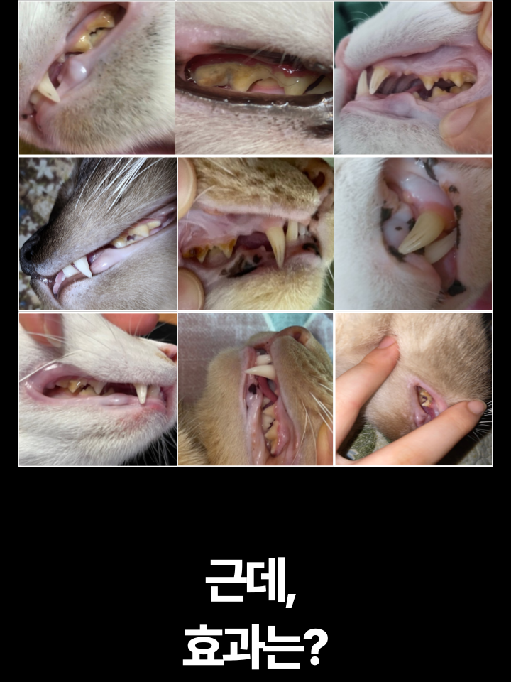 [NEW신상][무료배송] 캣디피 초극세사모 덴탈 칫솔ver2 25번째