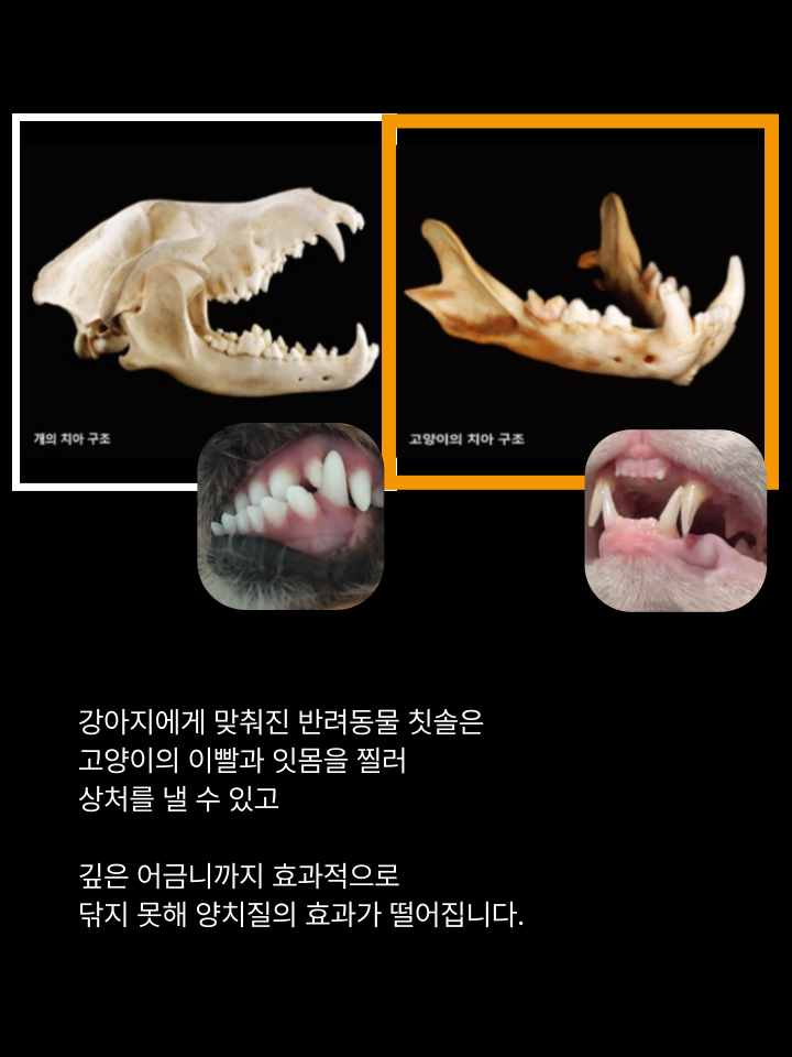 [NEW신상][무료배송] 캣디피 초극세사모 덴탈 칫솔ver2 31번째