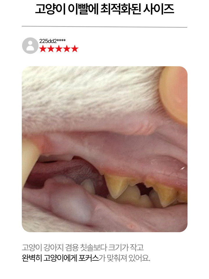 [NEW신상][무료배송] 캣디피 초극세사모 덴탈 칫솔ver2 19번째