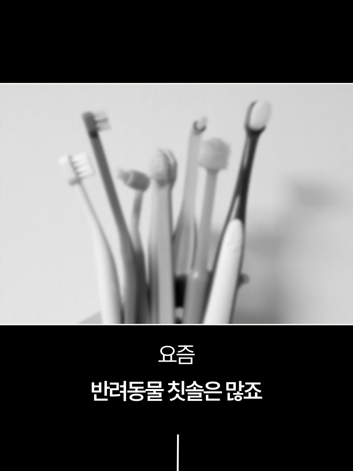 [NEW신상][무료배송] 캣디피 초극세사모 덴탈 칫솔ver2 24번째