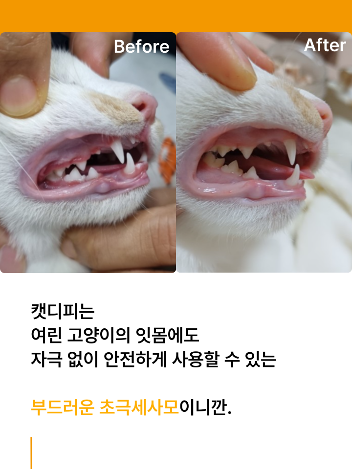 [NEW신상][무료배송] 캣디피 초극세사모 덴탈 칫솔ver2 51번째