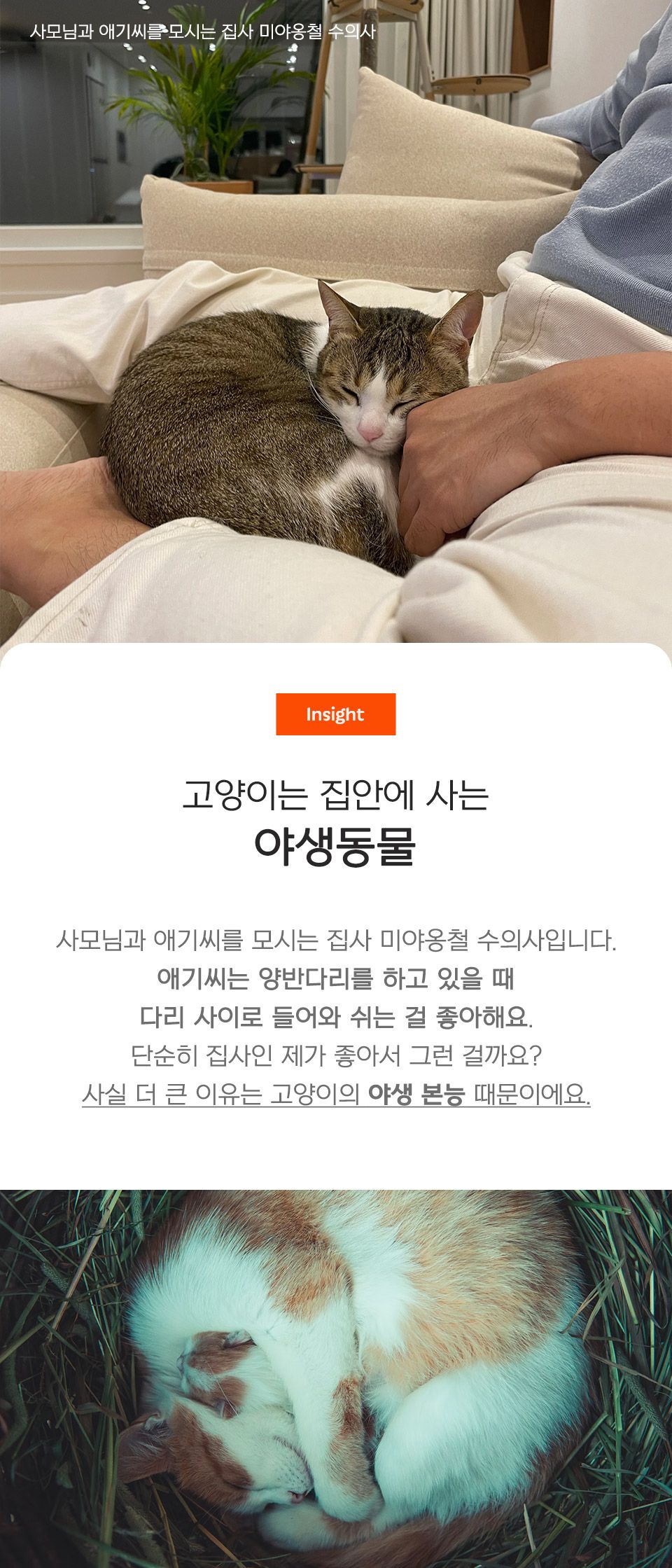 [창고대방출] 닥터펠리스 포캣네스트 방석 브라운 38번째