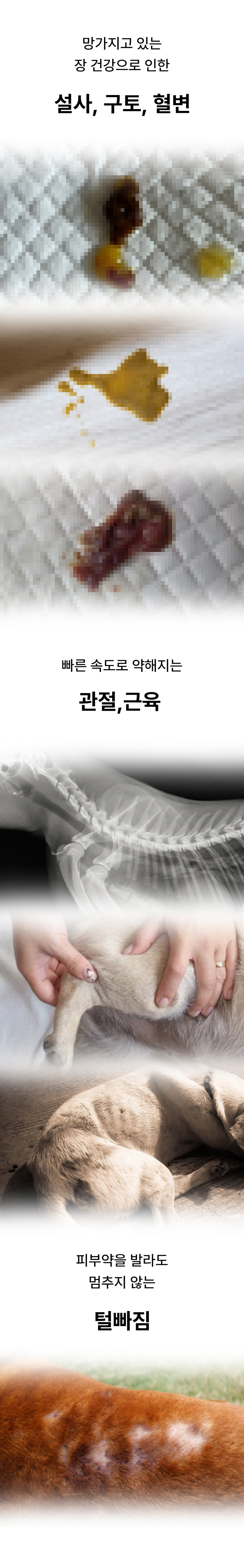 [무료배송] 멍보스 댕산균 국제 PCT 특허 유산균 프로바이오틱스 영양제 60g 13번째