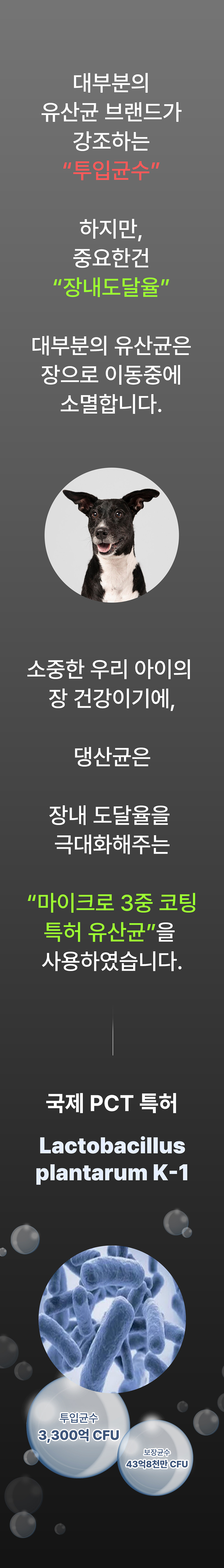[무료배송] 멍보스 댕산균 국제 PCT 특허 유산균 프로바이오틱스 영양제 60g 10번째