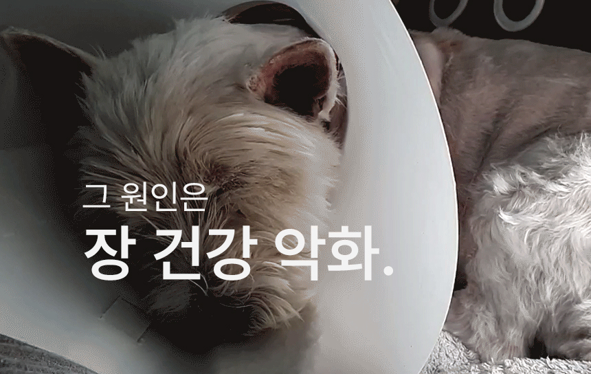 [무료배송] 멍보스 댕산균 국제 PCT 특허 유산균 프로바이오틱스 영양제 60g 2번째