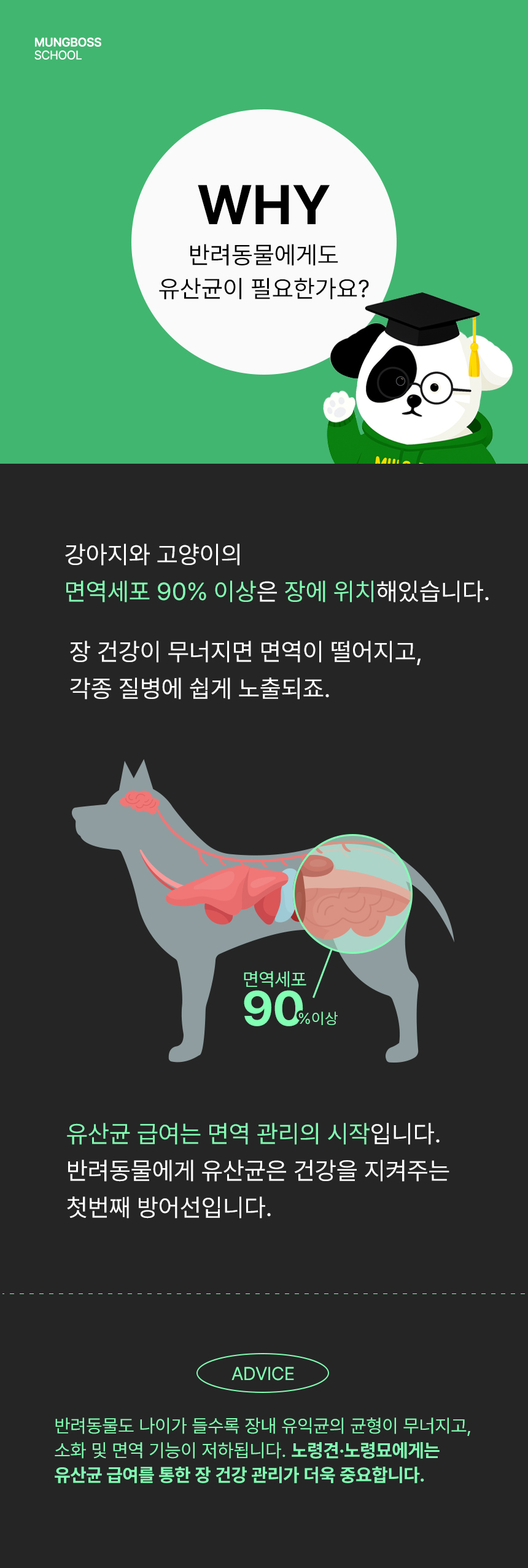 [무료배송] 멍보스 댕산균 국제 PCT 특허 유산균 프로바이오틱스 영양제 60g 8번째
