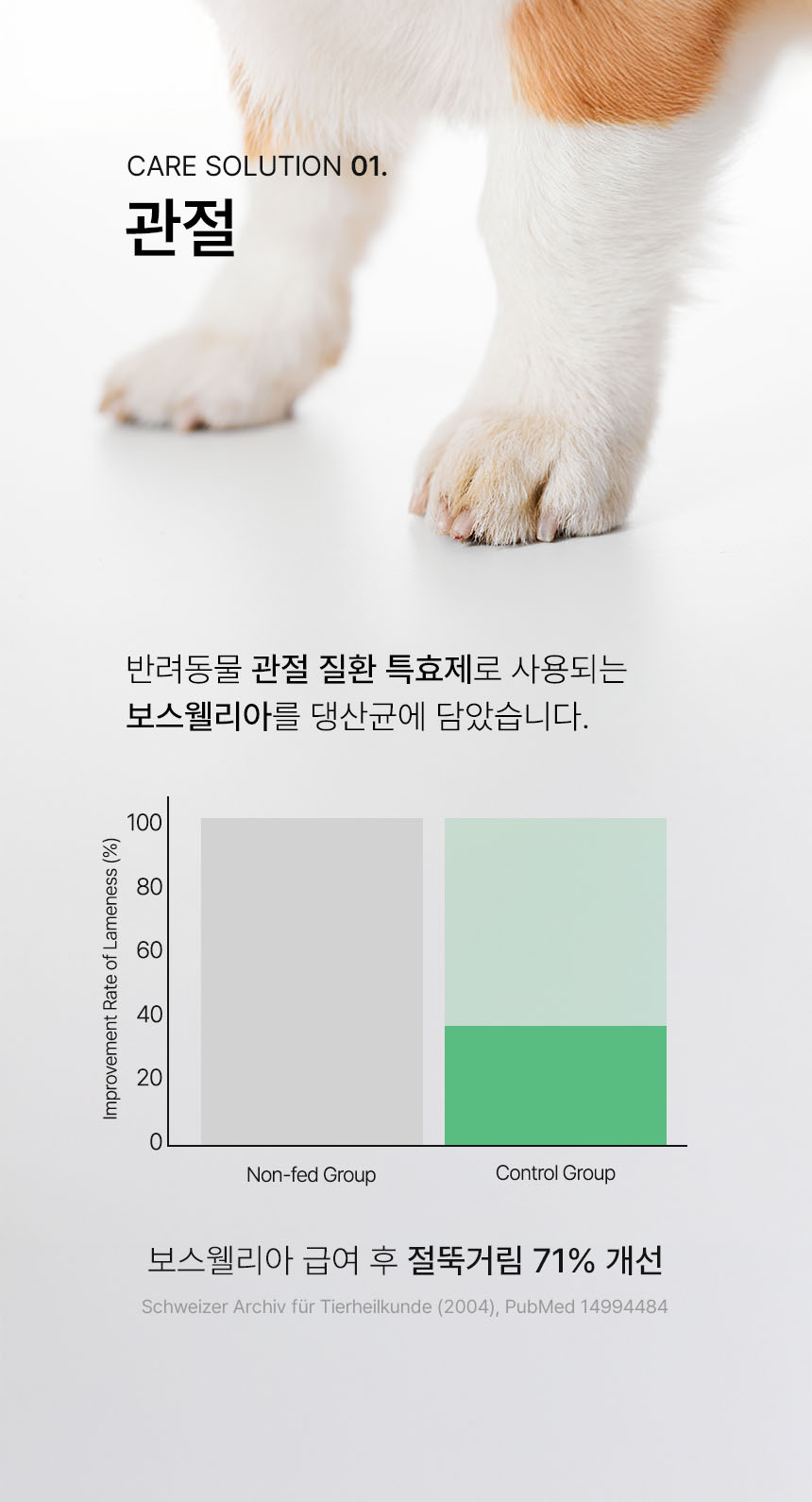 [무료배송] 멍보스 댕산균 국제 PCT 특허 유산균 프로바이오틱스 영양제 60g 13번째