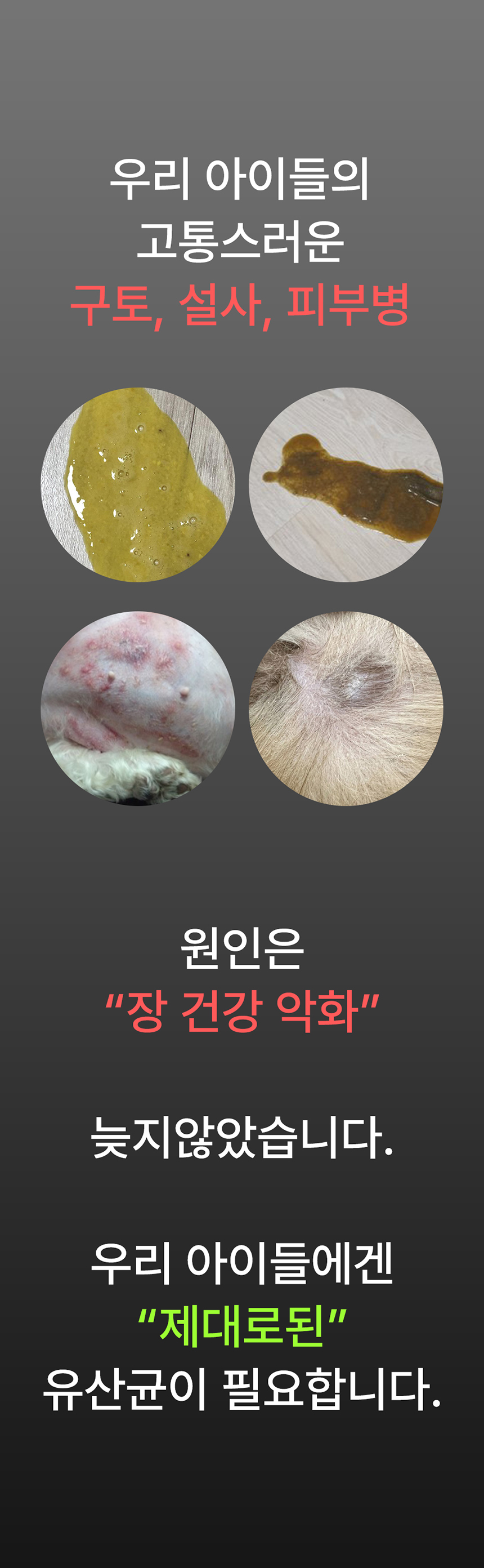 [무료배송] 멍보스 댕산균 국제 PCT 특허 유산균 프로바이오틱스 영양제 60g 6번째