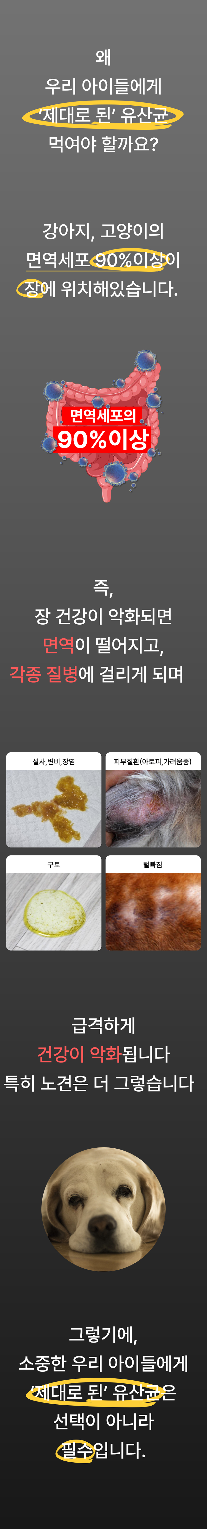 [무료배송] 멍보스 댕산균 국제 PCT 특허 유산균 프로바이오틱스 영양제 60g 7번째