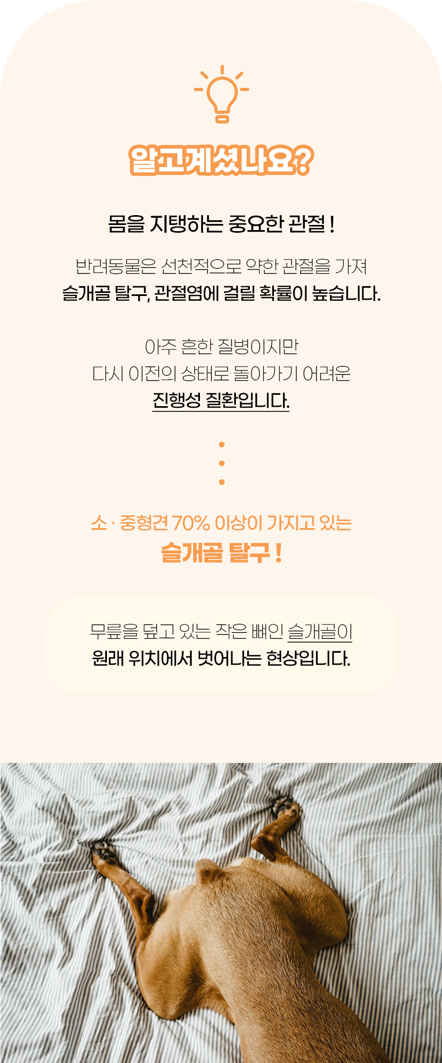 [NEW신상][무료배송] 개과천선 독 비비 펫스텝 계단 (퍼플/머스터드/베이지) 3번째