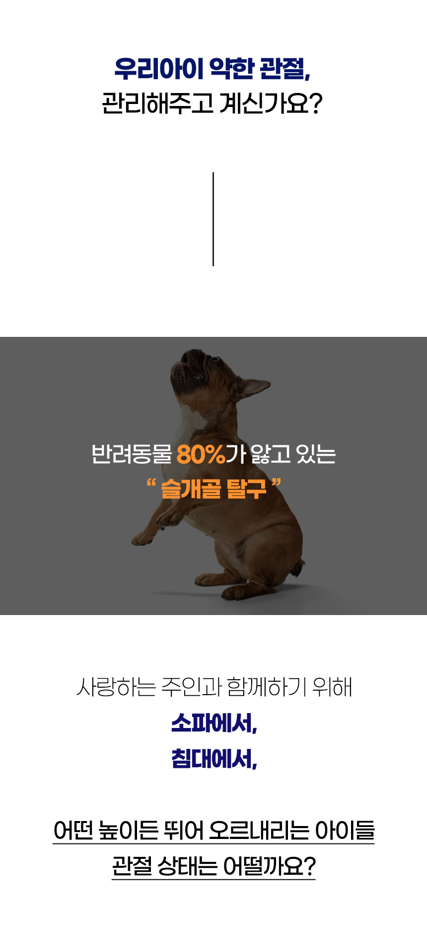 [NEW신상][무료배송] 개과천선 독 비비 펫스텝 계단 (퍼플/머스터드/베이지) 2번째