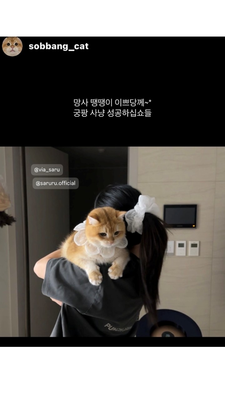 [NEW신상][무료배송] 사루루 srr 커플 헤어슈슈 헤어크런치 17번째