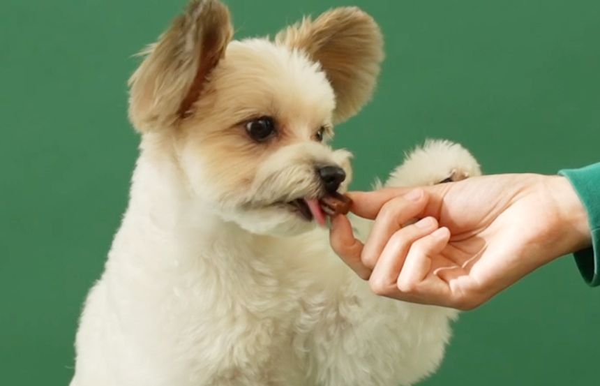 [브랜드전]펫생각 독 데일리케얼 리얼루테인 눈 영양제 120g  10번째