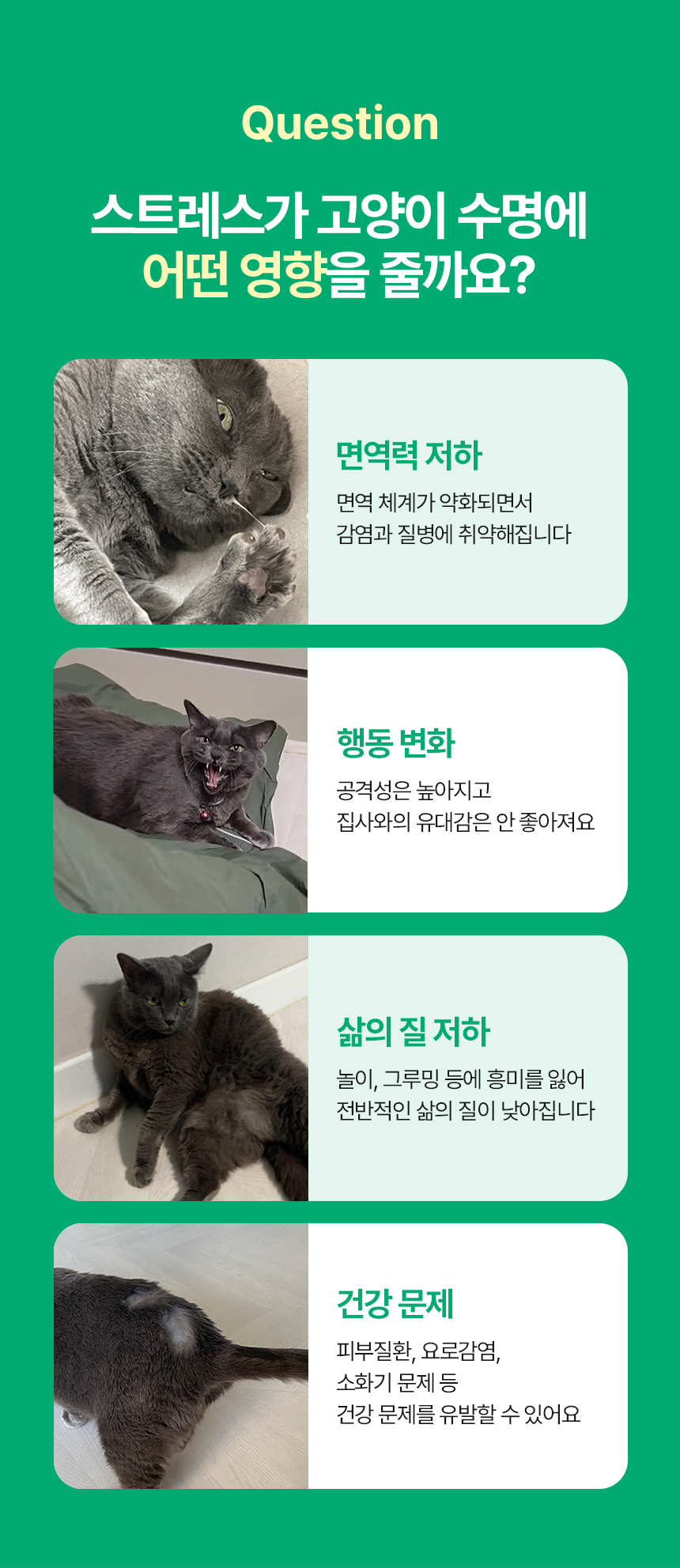 [NEW신상][무료배송] 캣나인 안식처 이너무바 76x46cm 13번째