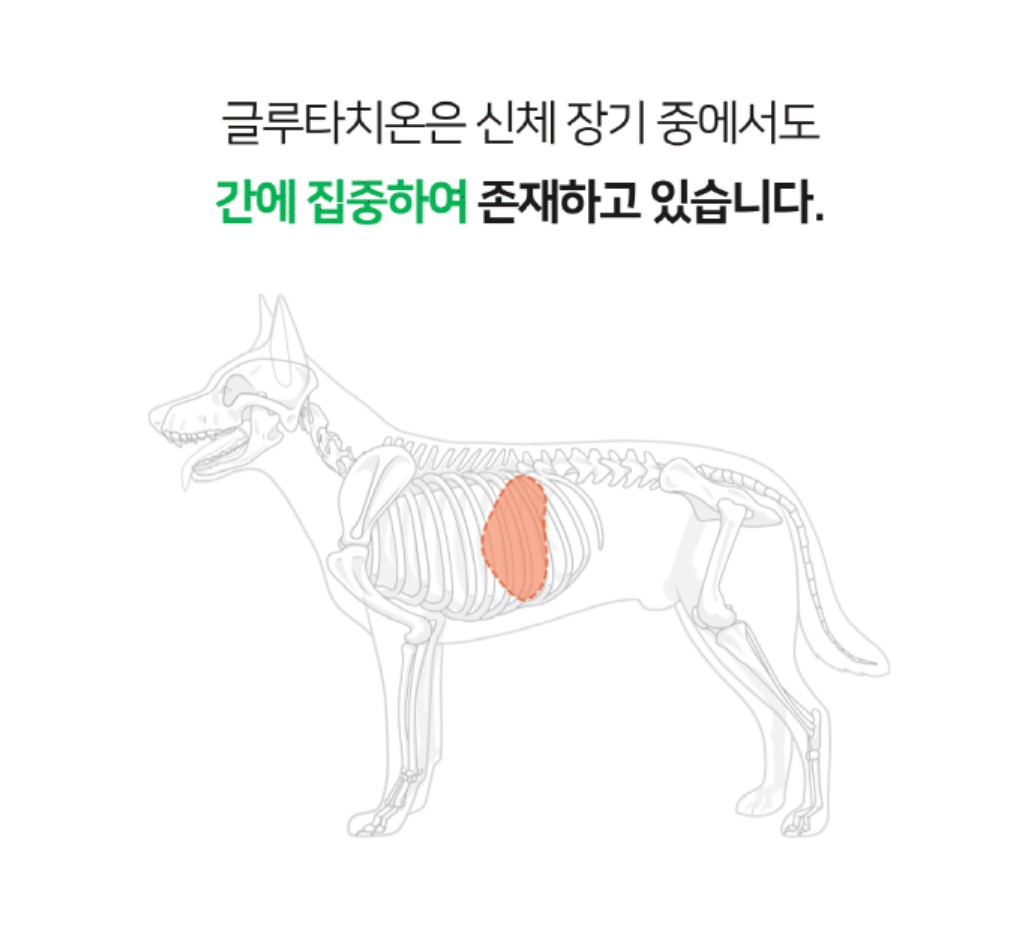 [무료배송] 프롬더셀 어덜트 액티브 라인 성견 영양제 3g*30정 19번째