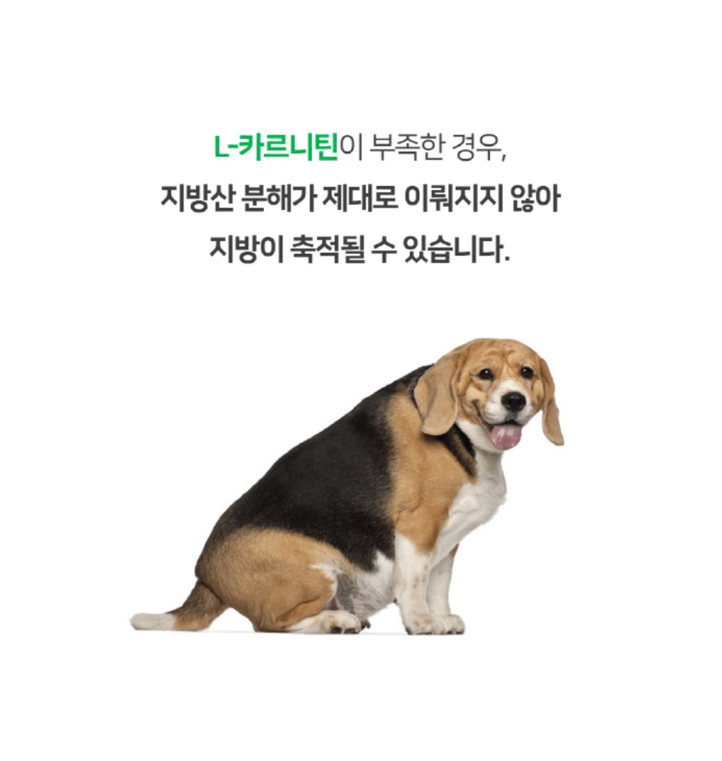 [무료배송] 프롬더셀 어덜트 액티브 라인 성견 영양제 3g*30정 12번째