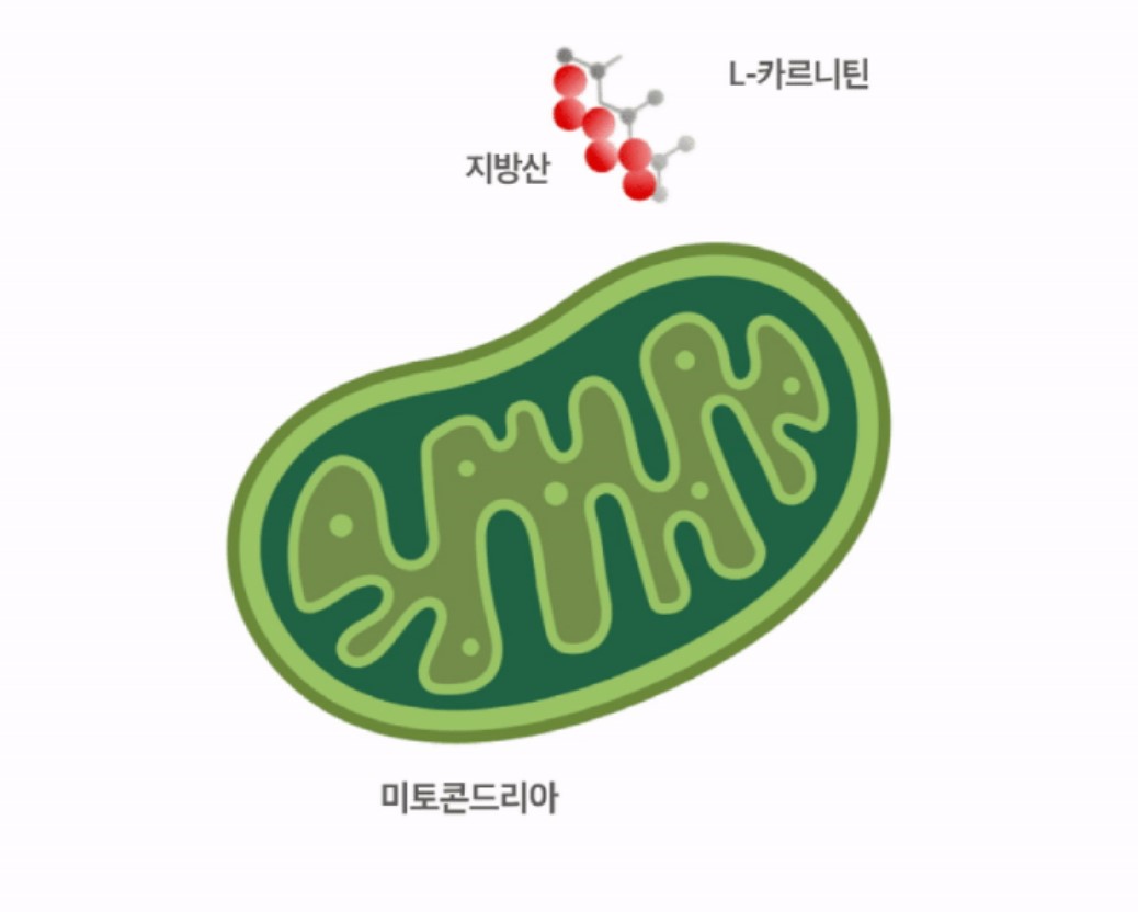 [무료배송] 프롬더셀 어덜트 액티브 라인 성견 영양제 3g*30정 9번째